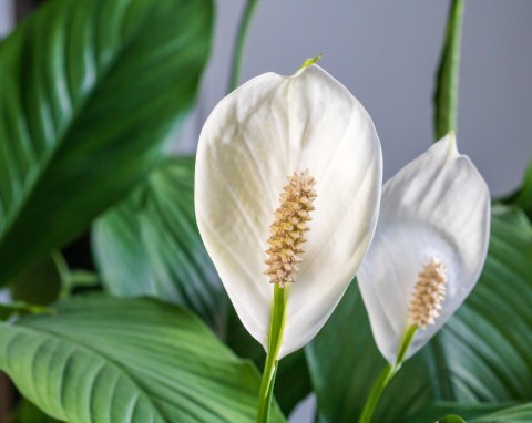 Wrzuć kilka sztuk do podstawki. Liście skrzydłokwiatu wreszcie przestaną zasychać