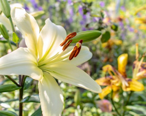 Jedna z najpiękniejszych odmian lilii – warto mieć ją we własnym ogrodzie