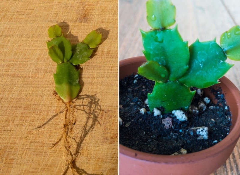 jak rozmnożyć grudnika