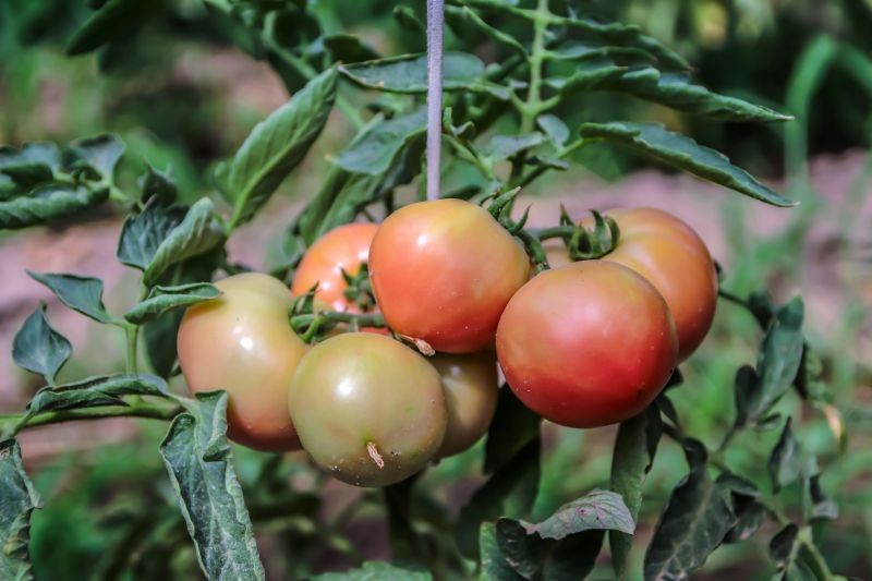 Co zrobić, gdy liście pomidorów się zwijają? 
