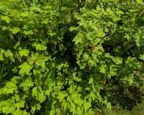 Jak pobudzić porzeczki do owocowania? Najlepsze naturalne nawozy do porzeczek
