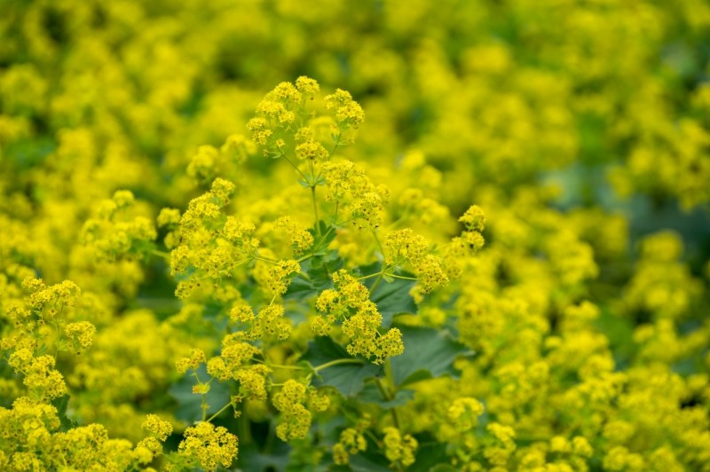 przywrotnik pospolity