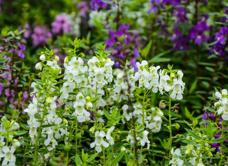 Angelonia w zależności od odmiany może mieć różne kolory.