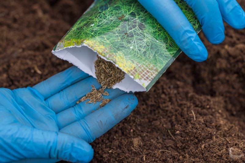 Koperek wysiewamy od marca lub kwietnia.