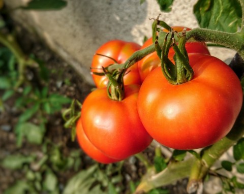 Cieniowanie pomidorów – ważny zabieg czy przeżytek? Ogrodniczka podpowiada