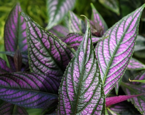 Perska tarcza (Strobilanthes dyerianus)