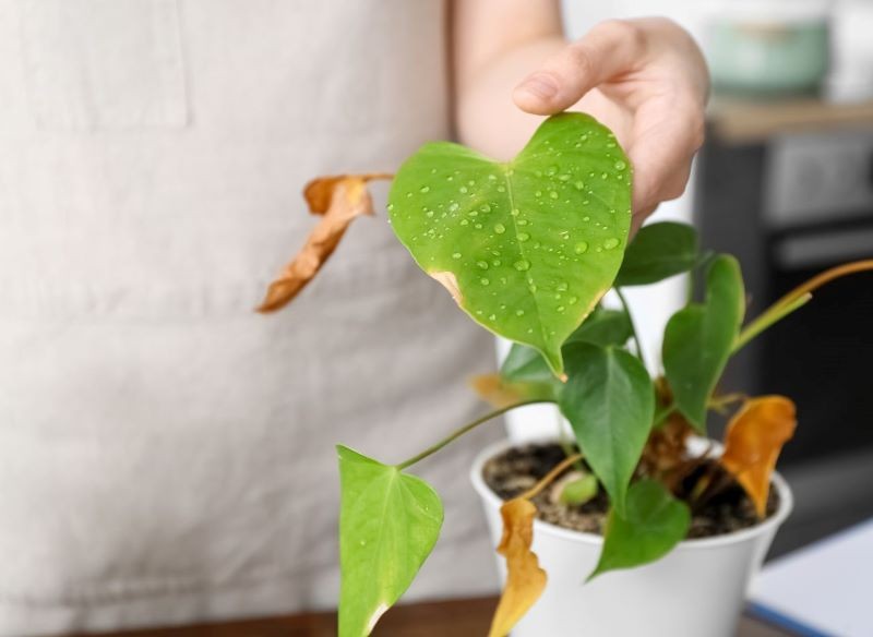 Zdarza się, że zimą kondycja anturium się pogarsza.