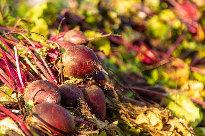 Buraki najlepiej zebrać przed silnymi przymrozkami.