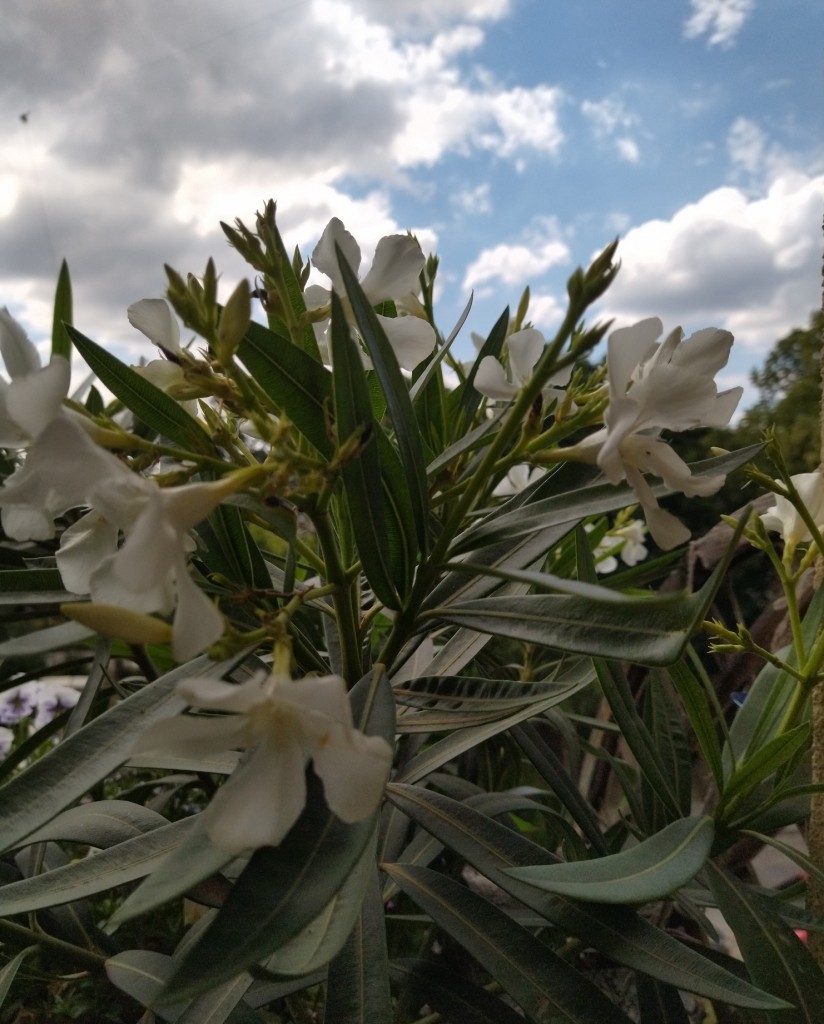 Rośliny, Róże ...............najpiękniejsze letnie kwiaty.......... - ..........................i oleander.................