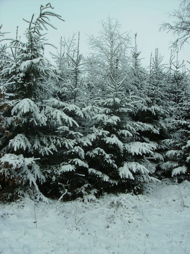 Pozostałe, MROŻNA ZIMA 2012 r. - choinki te naturale rosną blisko mojego  domku