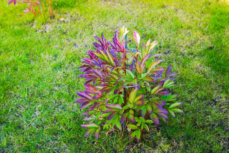 co trzeba zrobić z piwoniami przed zimą