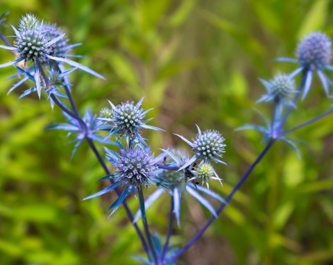 Mikołajek płaskolistny (Eryngium planum)