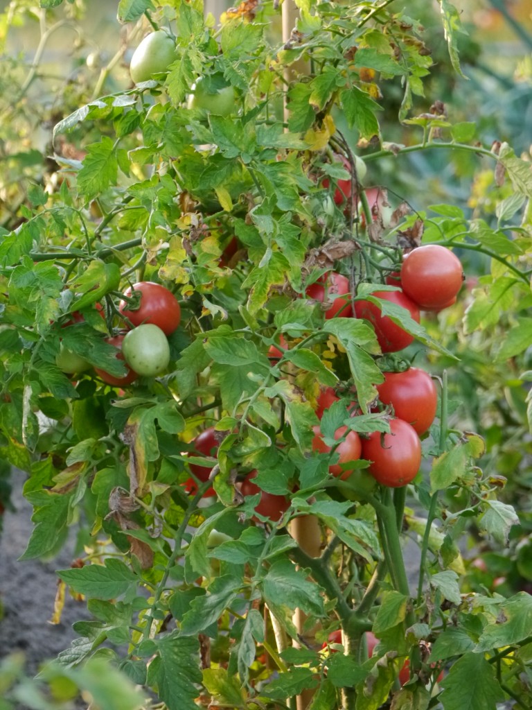 Balkon, Jesienne kadry