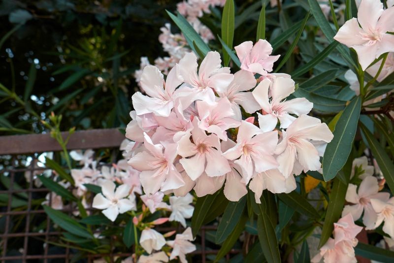 Oleandra najlepiej przyciąć na przełomie lata i jesieni, gdy zakończy kwitnienie.