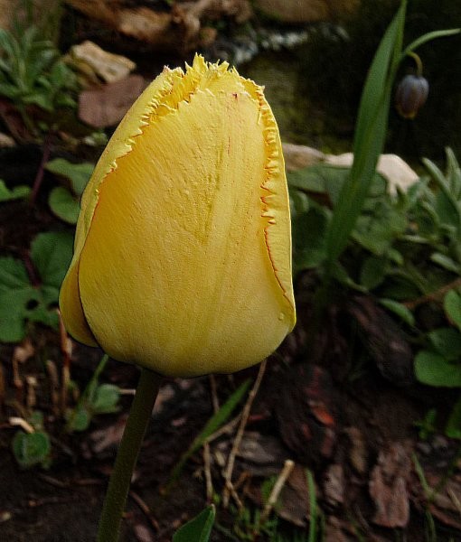 Rośliny, Ogródkowe tulipany