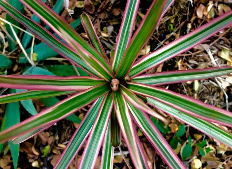 Dracena obrzeżona może stać się najpiękniejszą ozdobą wnętrza.