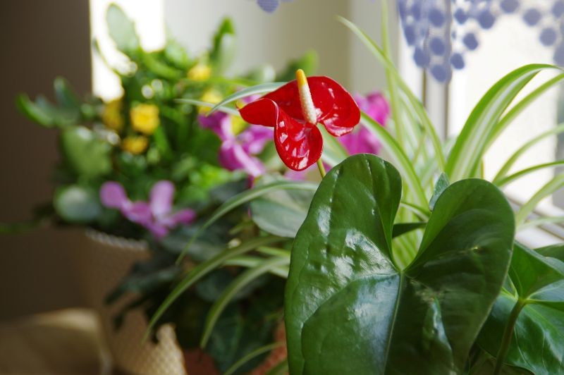Co zrobić, aby anturium zaczęło kwitnąć?