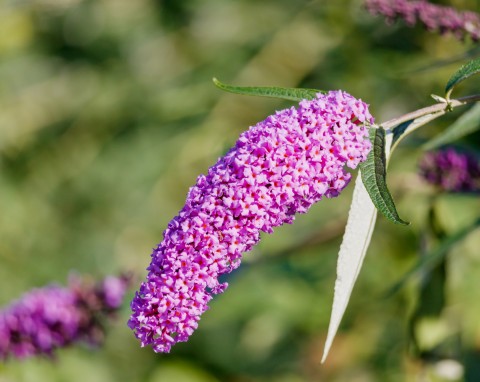 Budleja Dawida (Buddleja davidii)