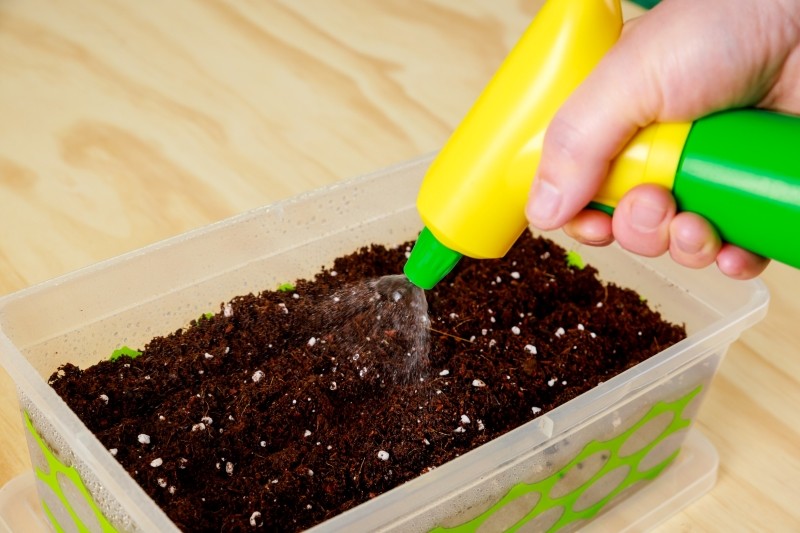 kiedy siać cebulę na rozsadę