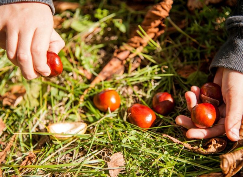 Do skupu możemy oddać wyłącznie zdrowe, nieuszkodzone kasztany,