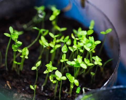 Co siać w styczniu? Przygotowania do nowego sezonu w ogrodzie - winter sowing i siew na rozsadę