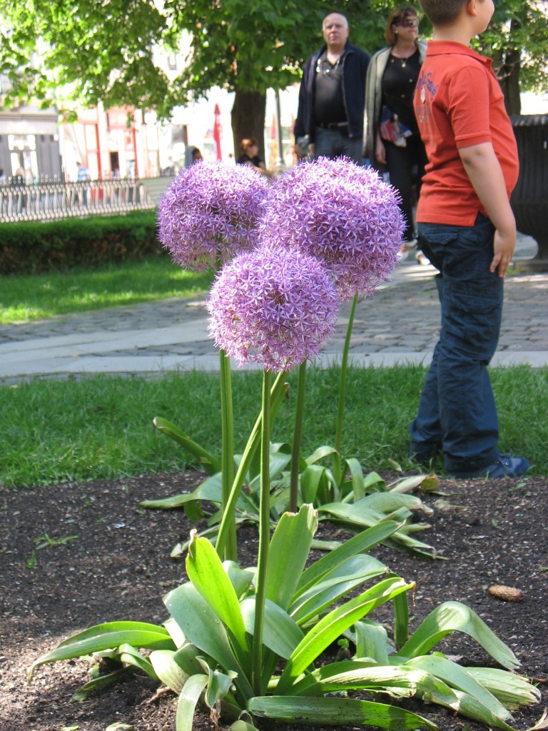 Pozostałe, gdzie bylam gdy mnie nie bylo... - za duzo ludziow sie krecilo bo bym wykopala:))))