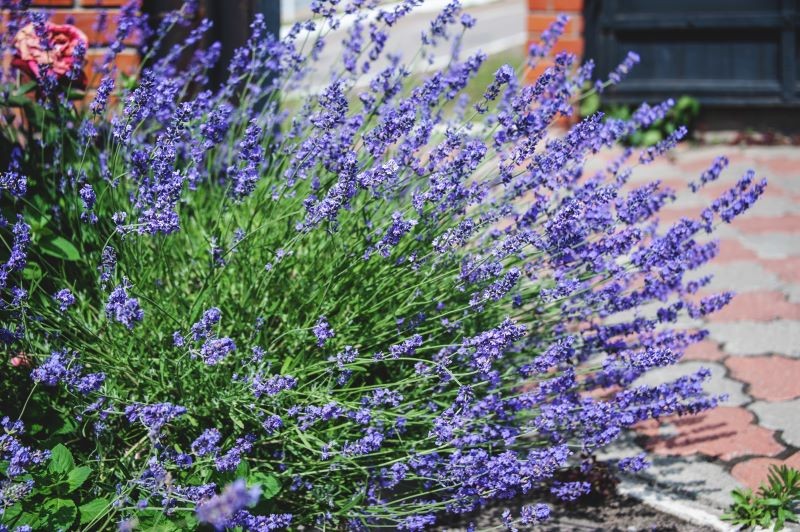 Podczas podlewania lawendy łatwo popełnić błąd.