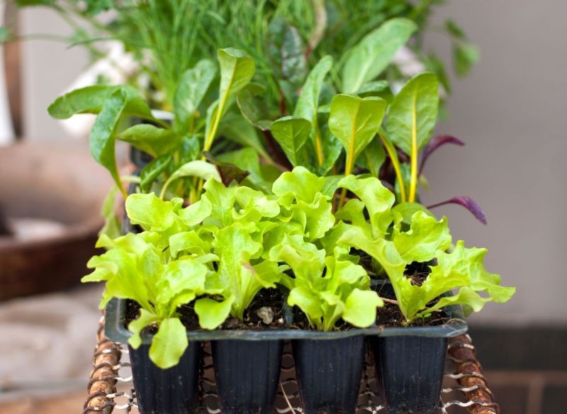 Uprawa sałaty z rozsady jest bardzo prosta.