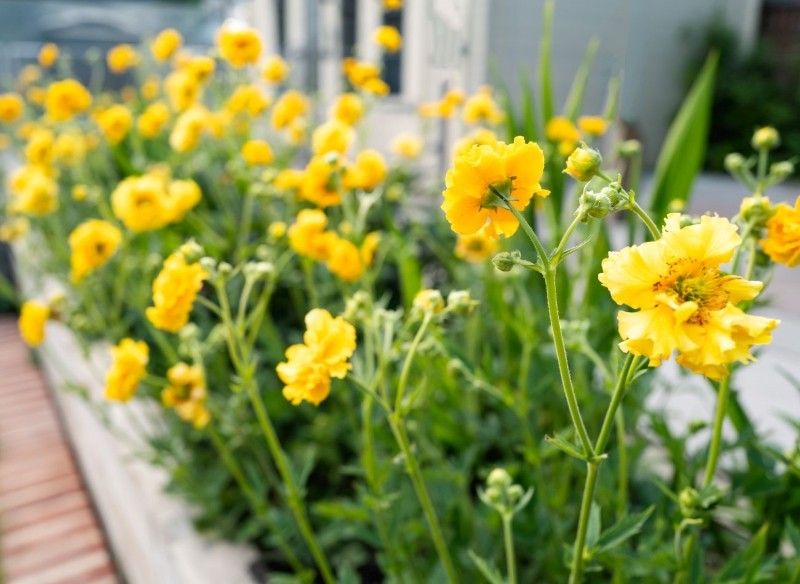 odmiany kuklika chilijskiego