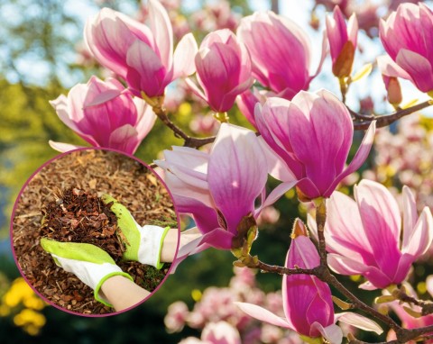 Magnolia w ogrodzie. Co zrobić, żeby magnolia zakwitła dwa razy? Jak ratować pąki przed przymrozkami?
