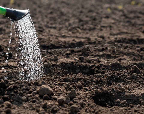 Jak pozbyć się pędraków z ogrodu domowymi sposobami? Polecamy najlepsze metody