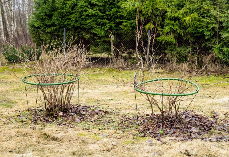 nawożenie porzeczek 