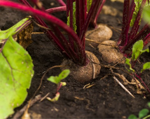 Burak ćwikłowy (Beta vulgaris subsp. vulgaris var. conditiva)