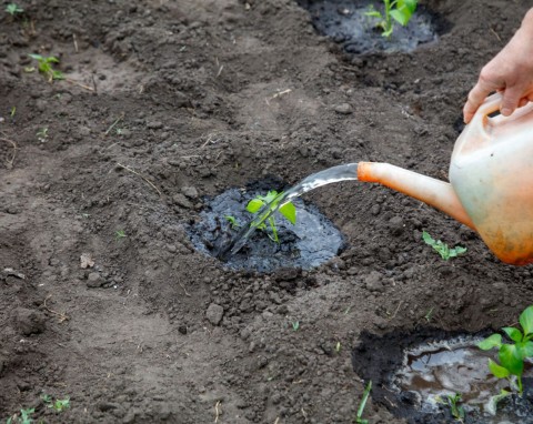 Wzmacnia rośliny, chroni przed grzybami i szkodnikami. Zrób naturalny nawóz 3w1