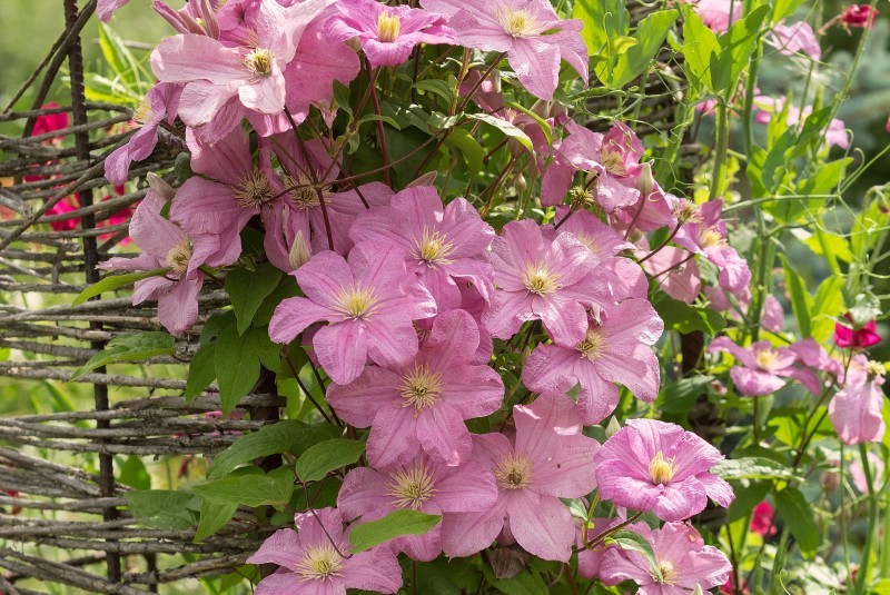 Rośliny, Kwitnące pnącza - Powojnik (Clematis) wytwarza piękne kwiaty. Z łatwością pnie się po podporach.

Fot.123RF.com