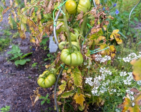 Ratuj sadzonki, nim padną wszystkie rzędy. Jak rozpoznać fuzaryjne więdnięcie pomidorów?
