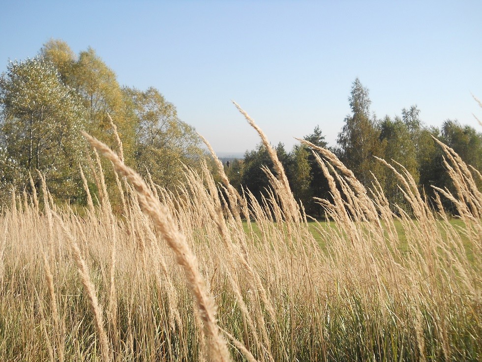 Pozostałe, Jesień.