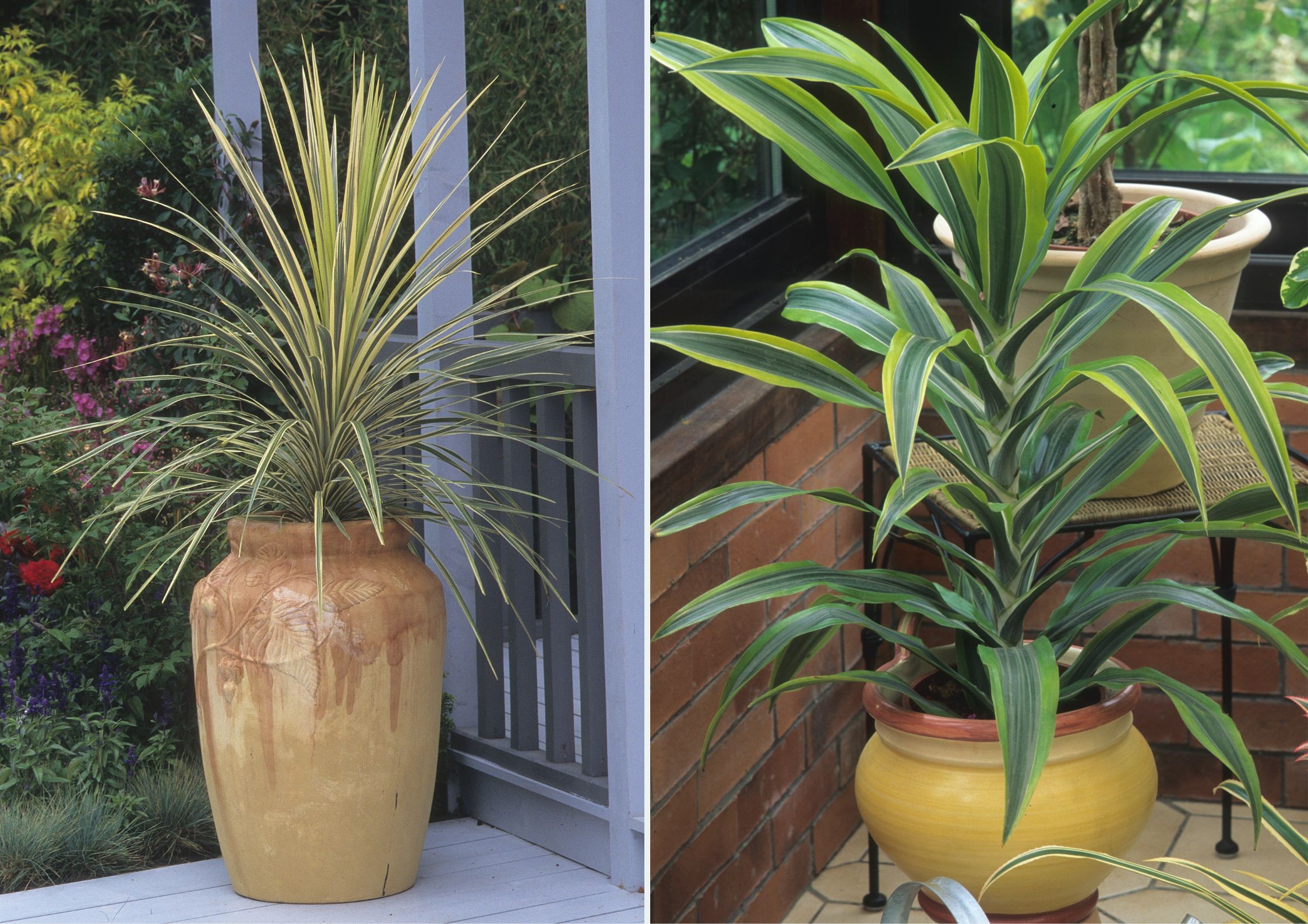 dracena
