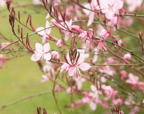 Gaura choć wytrzymała, potrzebuje zabezpieczenia na zimę. Ten sposób jest najlepszy