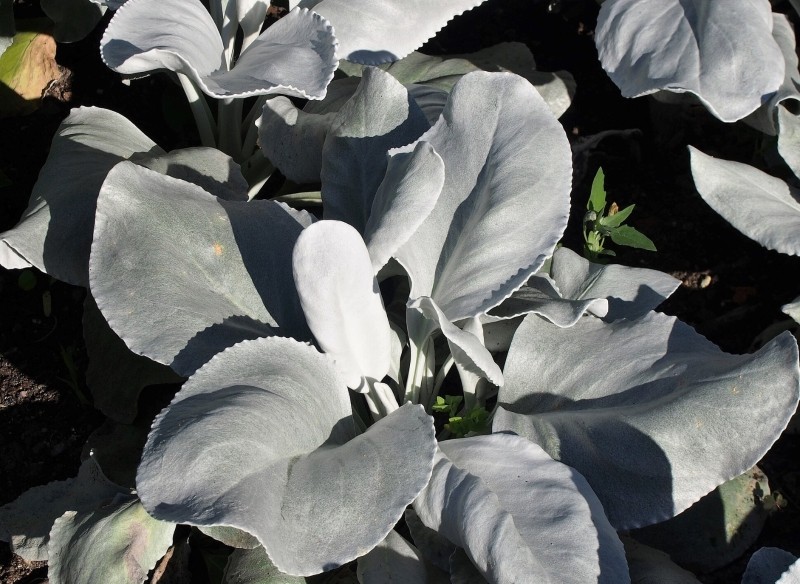 starzec srebrnolistny