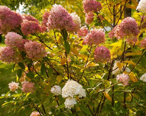 Okrywanie hortensji na zimę. To najlepszy termin i sposób na zabezpieczenie krzewu