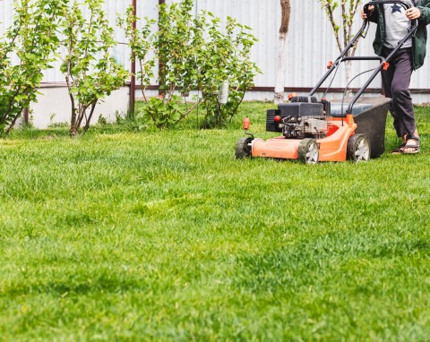 Jak dobrze znasz się na wiosennej pielęgnacji trawnika? Sprawdź się w naszym QUIZIE