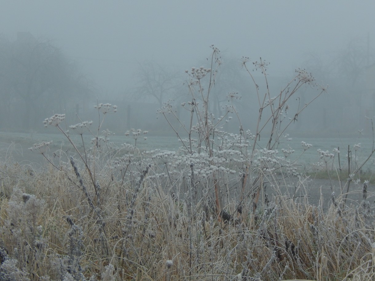 Leśne klimaty, WINTER ART ...