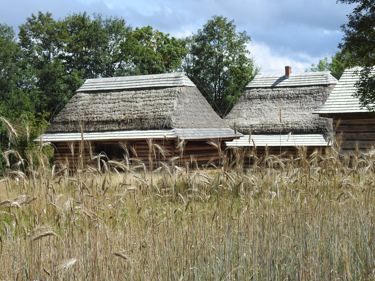 Rośliny, NIEZWYKŁA MOC KWIATÓW I ZIÓŁ ...CZ 1