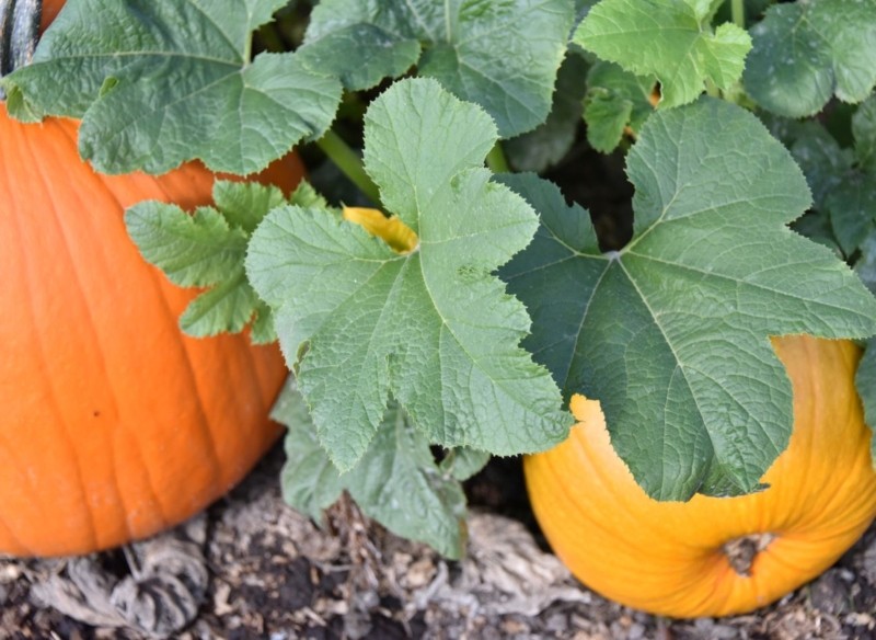 jak przycinać dynię