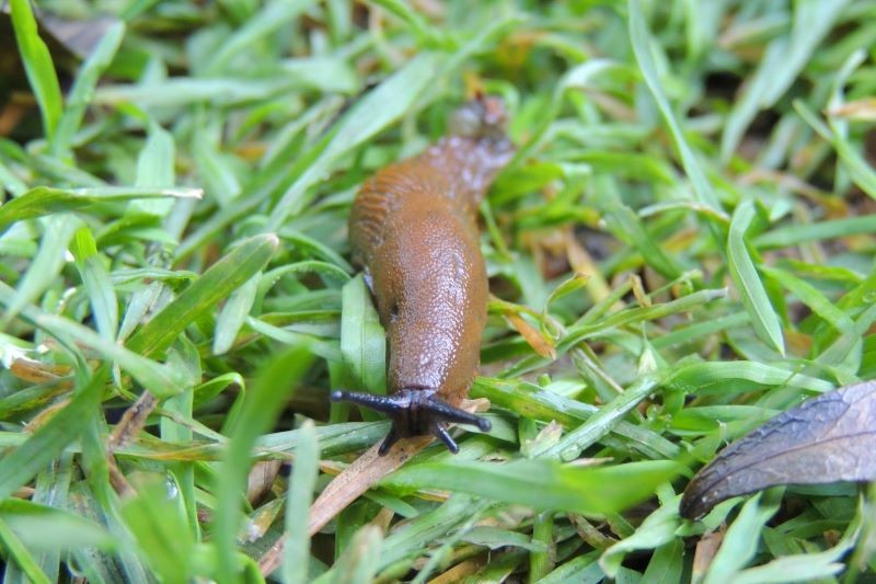 Do zwalczenia ślimaków nie trzeba wykorzystywać chemicznych preparatów, które szkodzą środowisku.