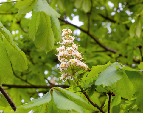 Kasztanowiec zwyczajny (Aesculus hippocastanum)