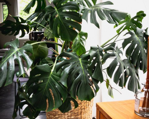 Zraszanie kwiatów doniczkowych. Jedne pobudza do wzrostu, inne niszczy - co zamiast tego?