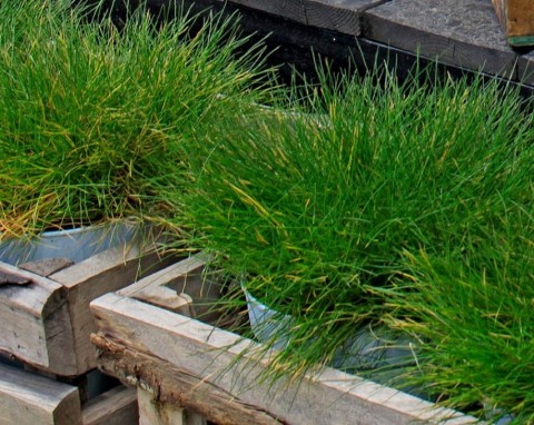 Kostrzewa Gautiera (Festuca gautieri)