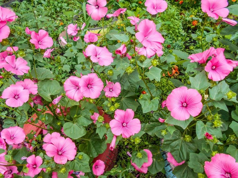 Piękne kwiaty ślazówki letniej pasują do wielu aranżacji w ogrodzie.